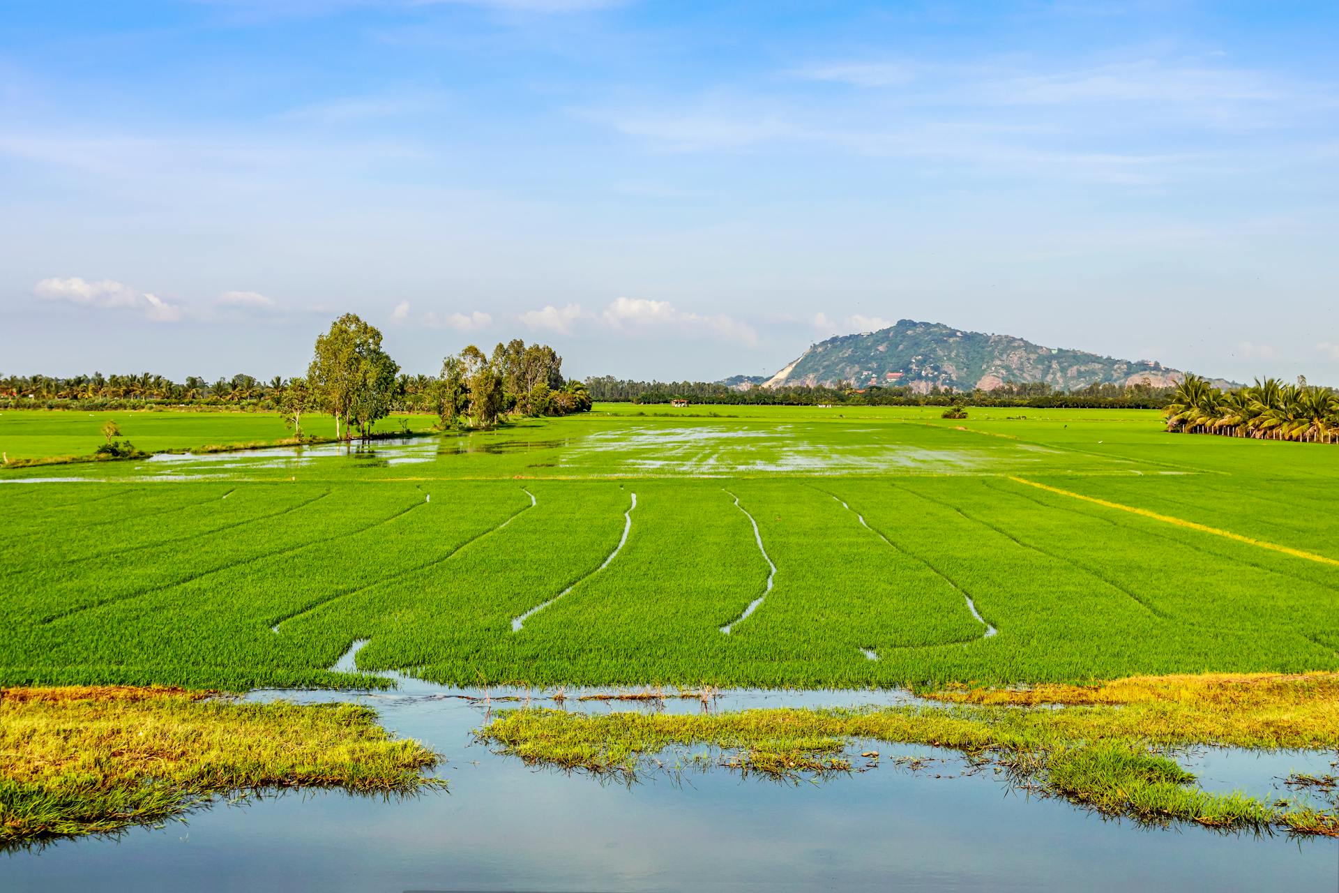 Rice-Fields in An Giang - Witness rural beauty en route